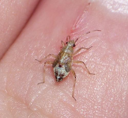 Réf. 153 349 : Deraeocoris flavilinea