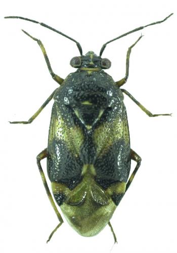Deraeocoris punctulatus