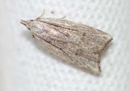 Dichomeris rasilella