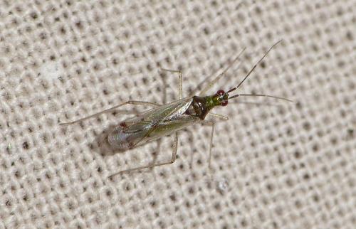 Réf. 153 637 : Dicyphus sp.