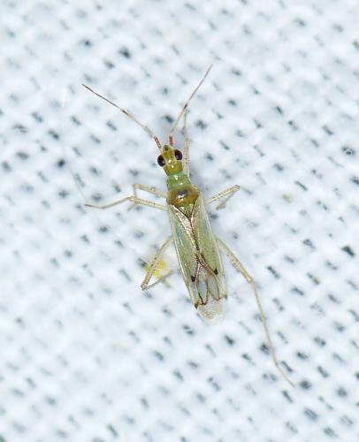 Dicyphus epilobii