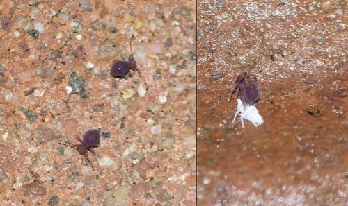 Dicyrtoma fusca