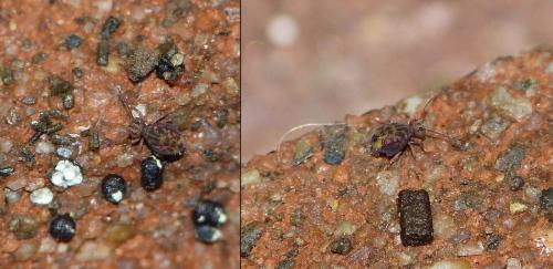 Dicyrtomina ornata