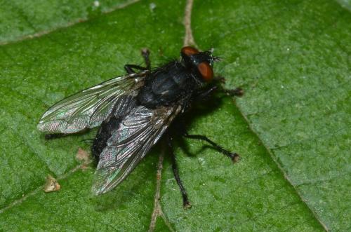 Sarcophaga sp.