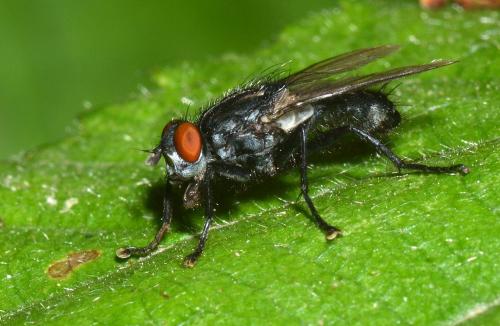 Sarcophaga sp.