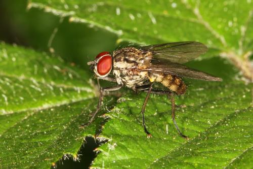 Hylemya sp.