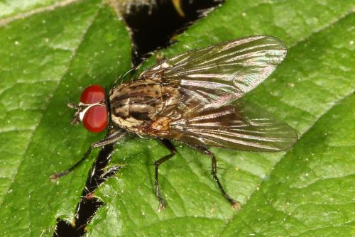 Hylemya sp.
