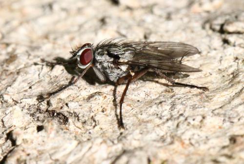 Eustalomyia vittipes