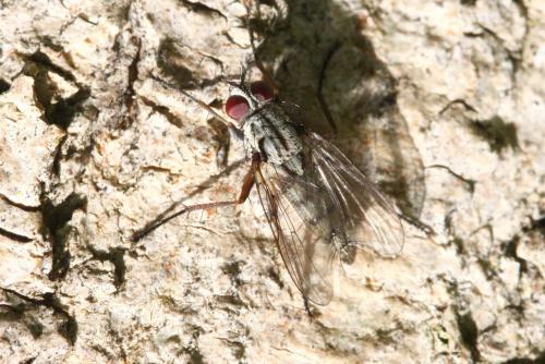 Réf. 153 251 : Eustalomyia vittipes