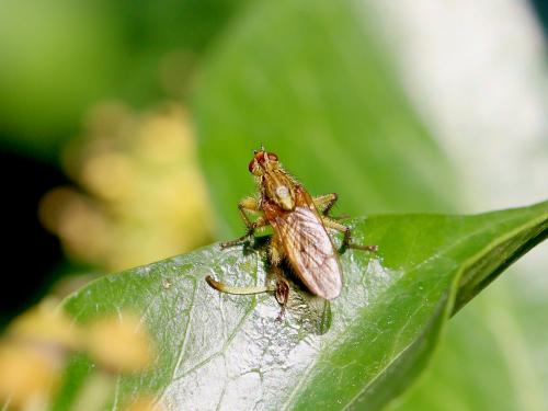 Scathophaga stercoraria