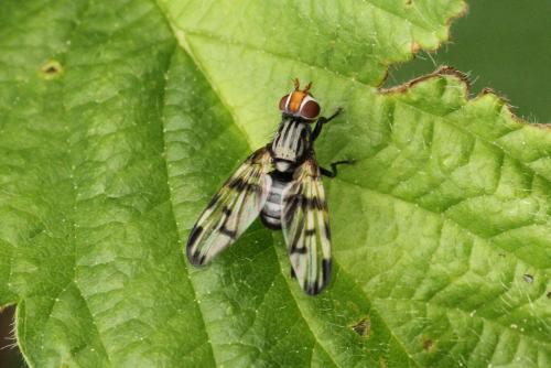 Otites porcus