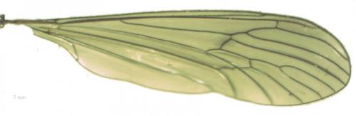 Trichocera major