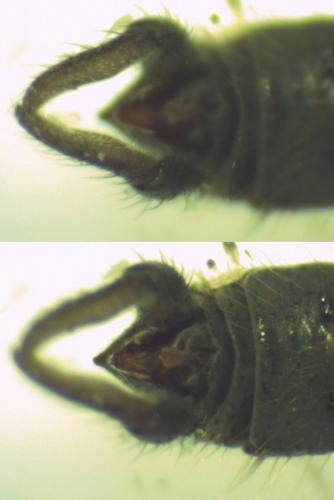 Trichocera major
