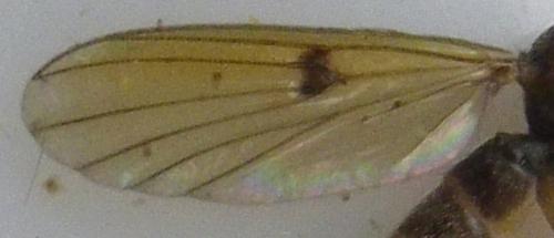 Réf. 153 138 : Mycetophila sp.