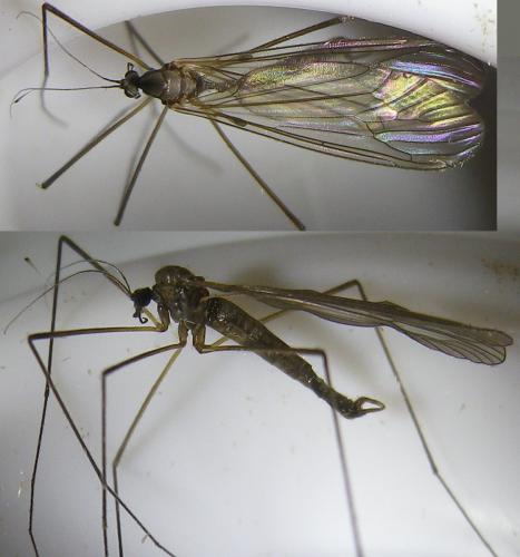 Trichocera major