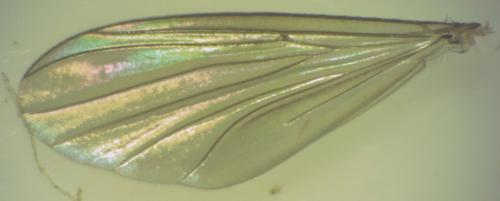 Rymosia sp.