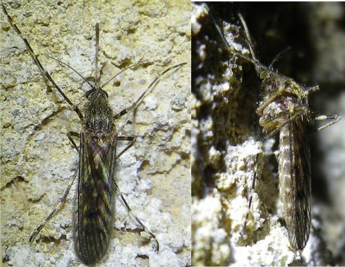 Réf. 153 534 : Culiseta annulata