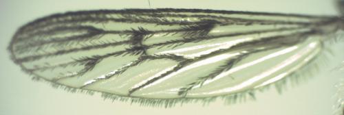 Réf. 153 535 : Culiseta annulata