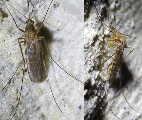 Réf. 153 536 : Culex sp.