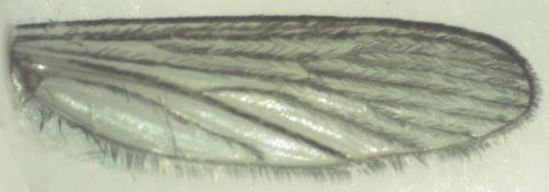 Réf. 153 537 : Culex sp.