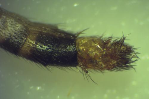 Réf. 153 696 : Exechia sp.