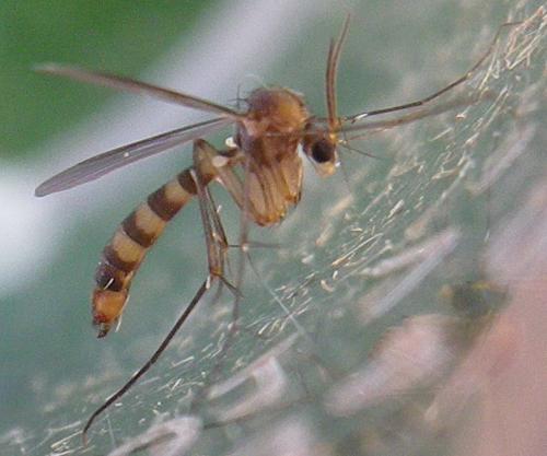 Réf. 153 374 : Rymosia sp.