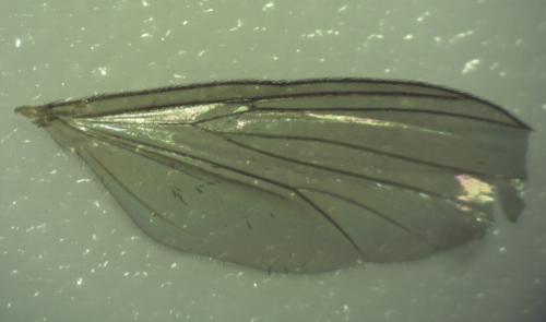 Réf. 153 397 : Exechia sp.