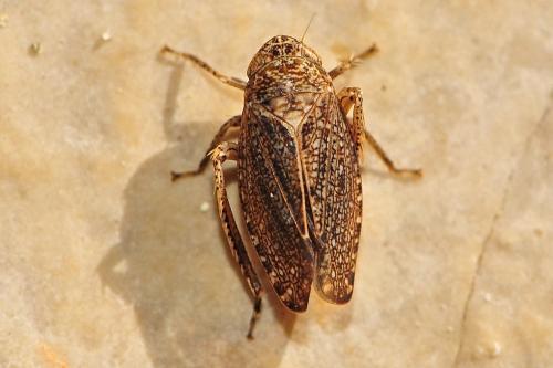 Phlepsius intricatus