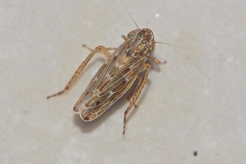 Psammotettix sp.