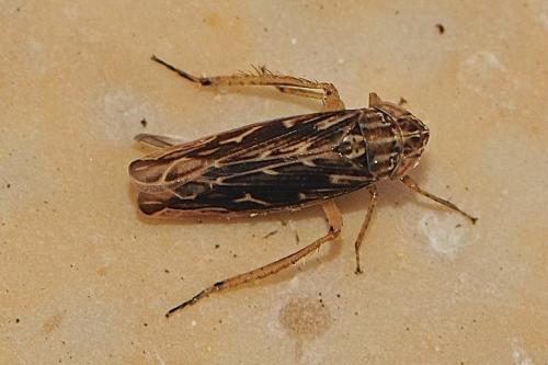 Paralimnini