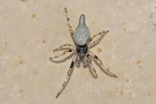 Réf. 153 242 : Cyclosa algerica