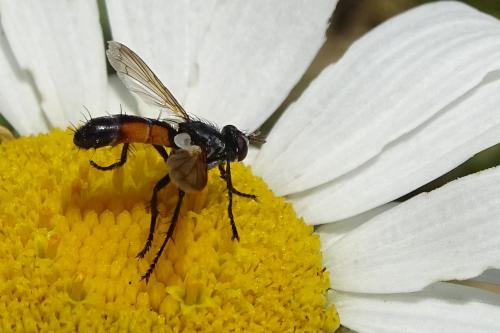 Réf. 153 946 : Cylindromyia sp.