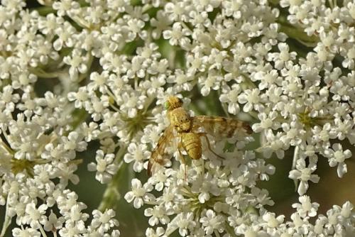 Terellia tussilaginis