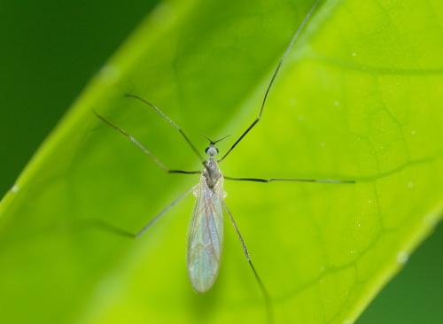 Cheilotrichia sp.