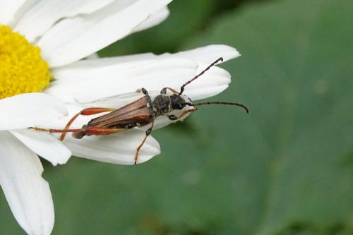 Réf. 153 646 : Stenopterus rufus