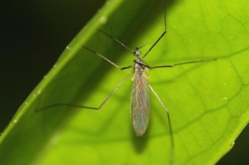 Cheilotrichia sp.
