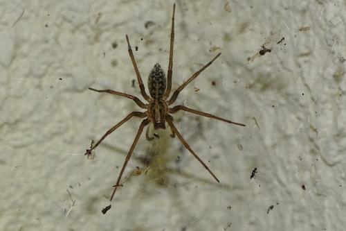 Eratigena sp.