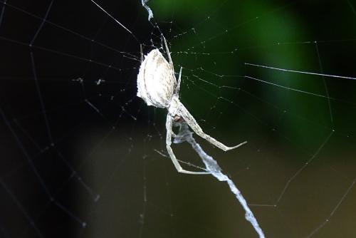 Uloborus walckenaerius