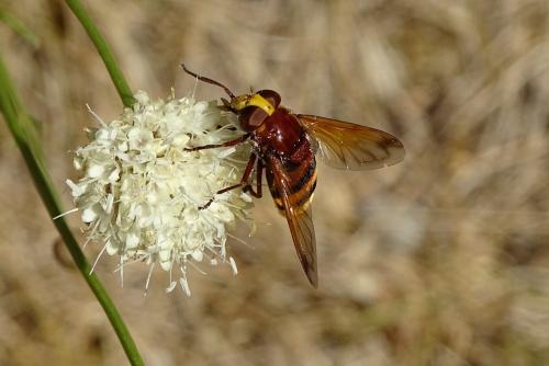 Volucella zonaria