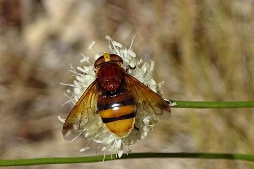 Volucella zonaria