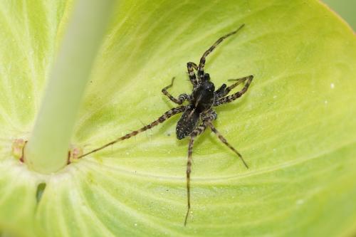 Pardosa sp.