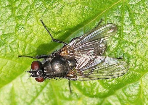 Réf. 153 834 : Hydrotaea sp.