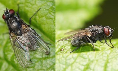 Réf. 153 681 : Hydrotaea sp.