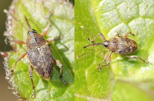 Réf. 153 041 : Curculio glandium