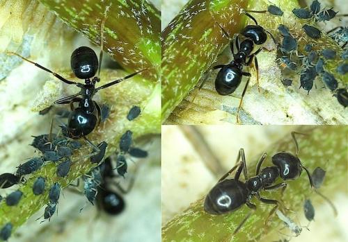 Lasius fuliginosus