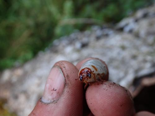 Osmoderma eremita