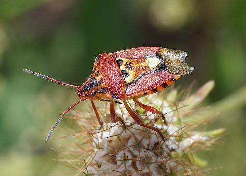 Réf. 153 770 : Codophila varia