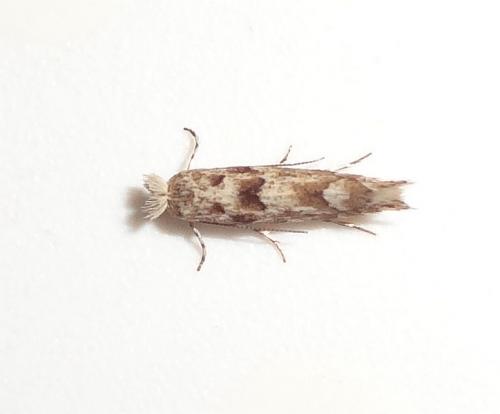 Phyllonorycter pastorella