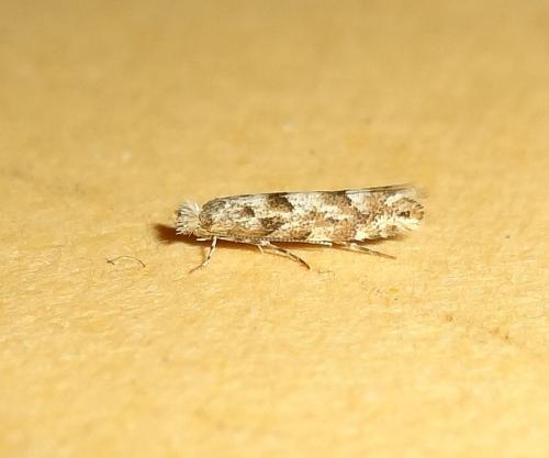 Phyllonorycter pastorella