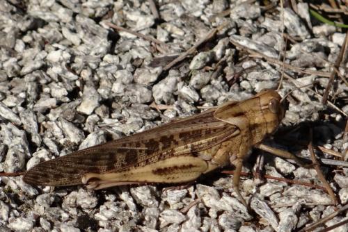 Réf. 153 675 : Locusta migratoria